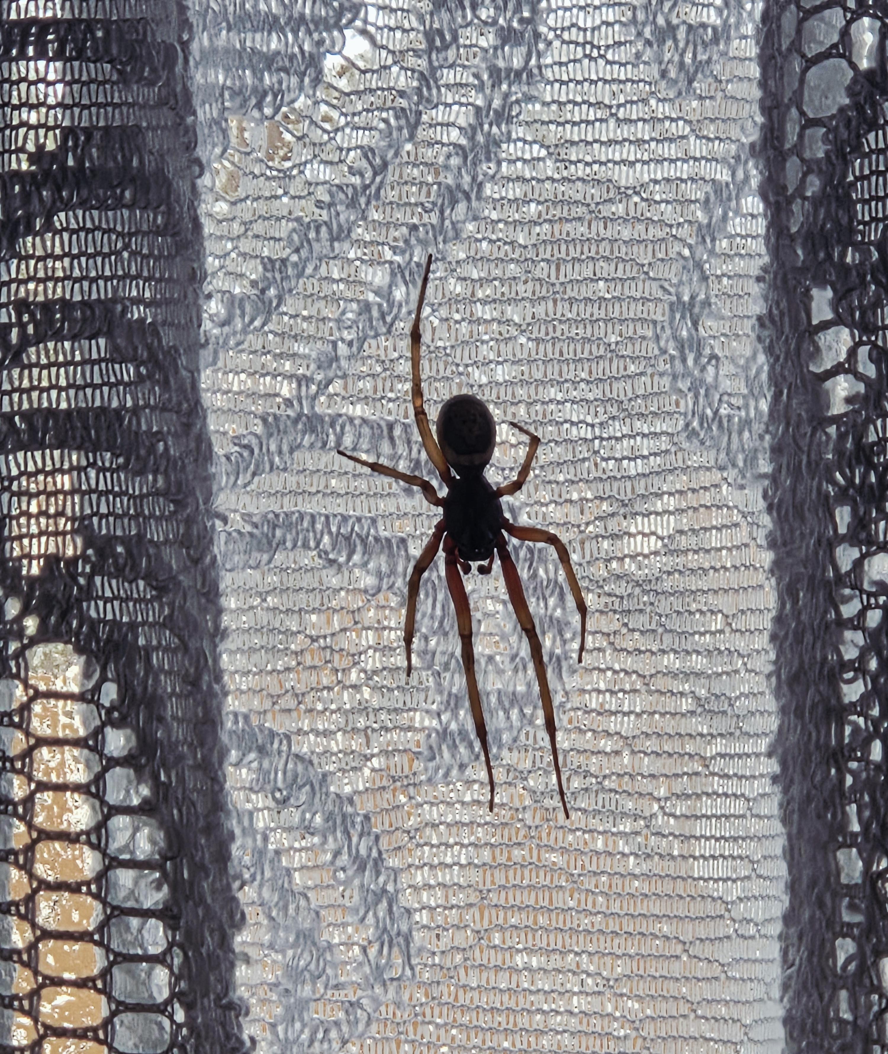 A large black spider with long and creepy legs, resting on a white net curtain.