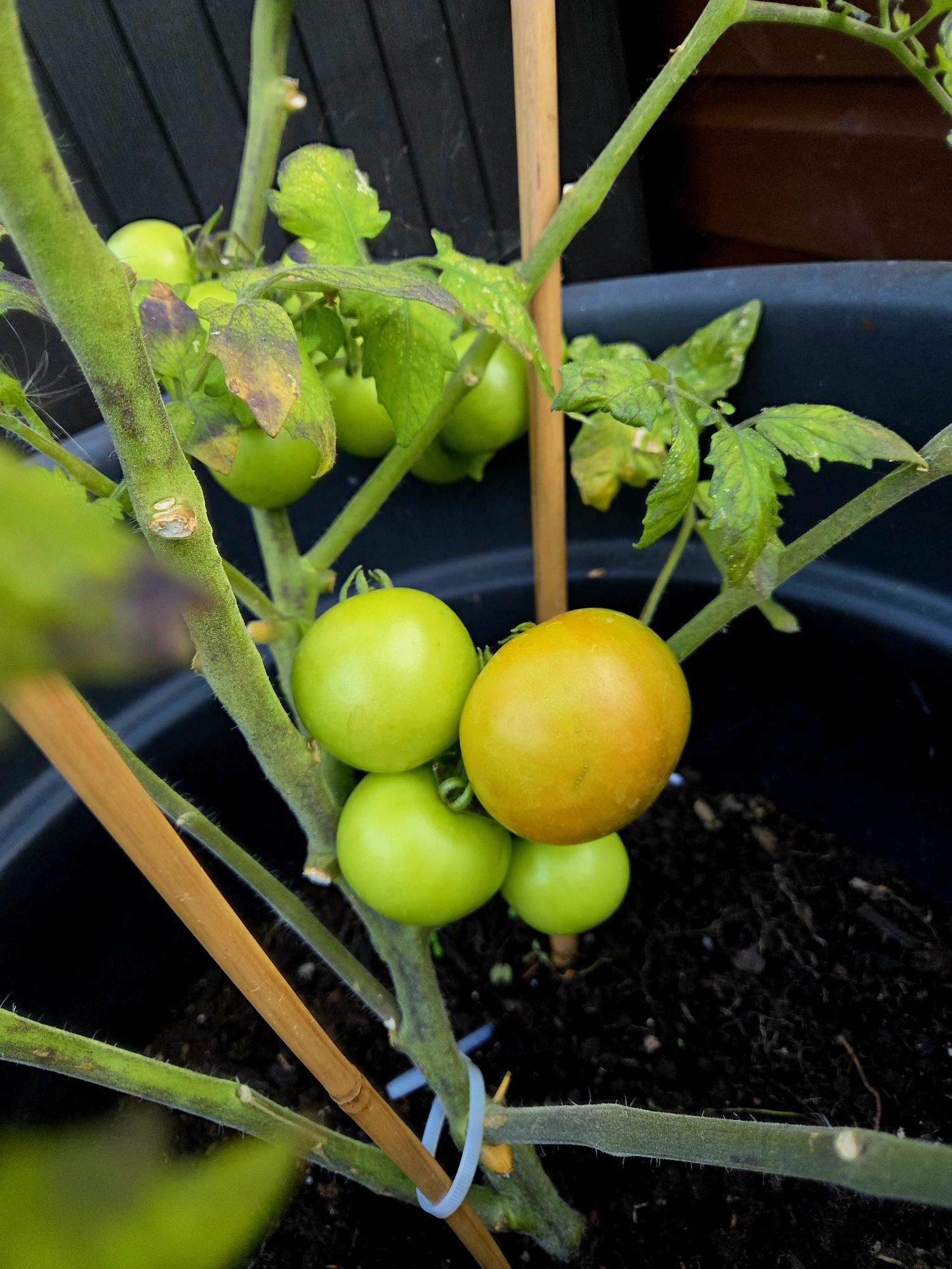 A tomato plant bearing some tomatoes, not quite ripe, though the one in the centre is tinged pink.