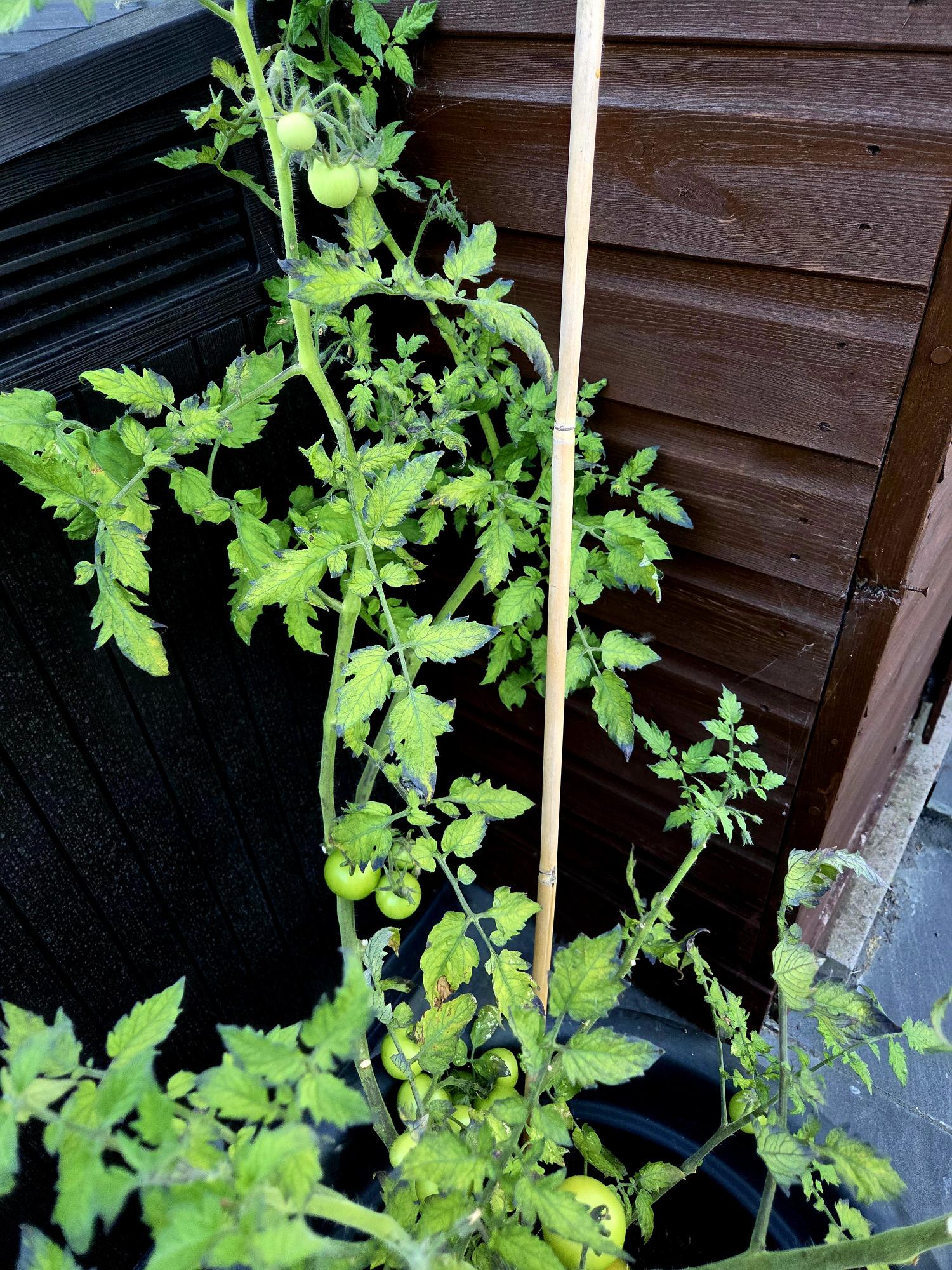 A tomato plant at its full length, supported by a bamboo stick.