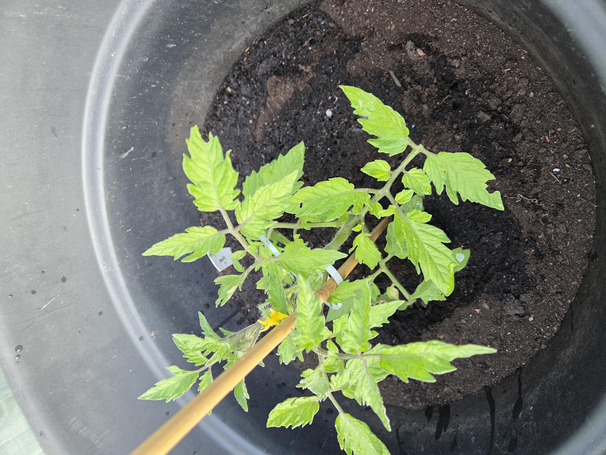 A baby tomato plant, with wide green leaves, thick stems, 
    and some small yellow flowers in a black pot, thick with soil.