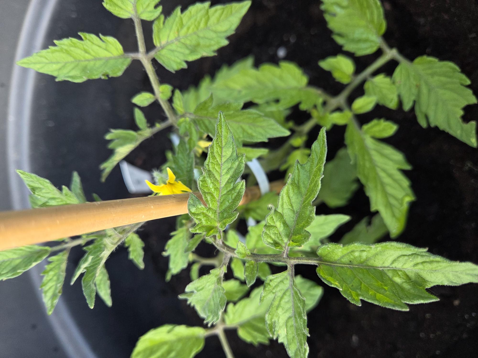 A baby tomato plant, with wide green leaves, thick stems, 
    and some small yellow flowers in a black pot, thick with soil.